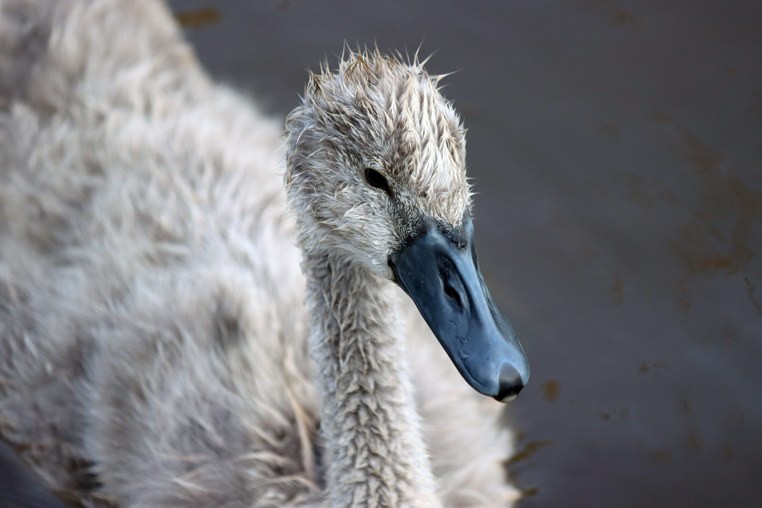 From a Fledgling’s Timid Quest, To an Aficionado’s Feathered Zest.