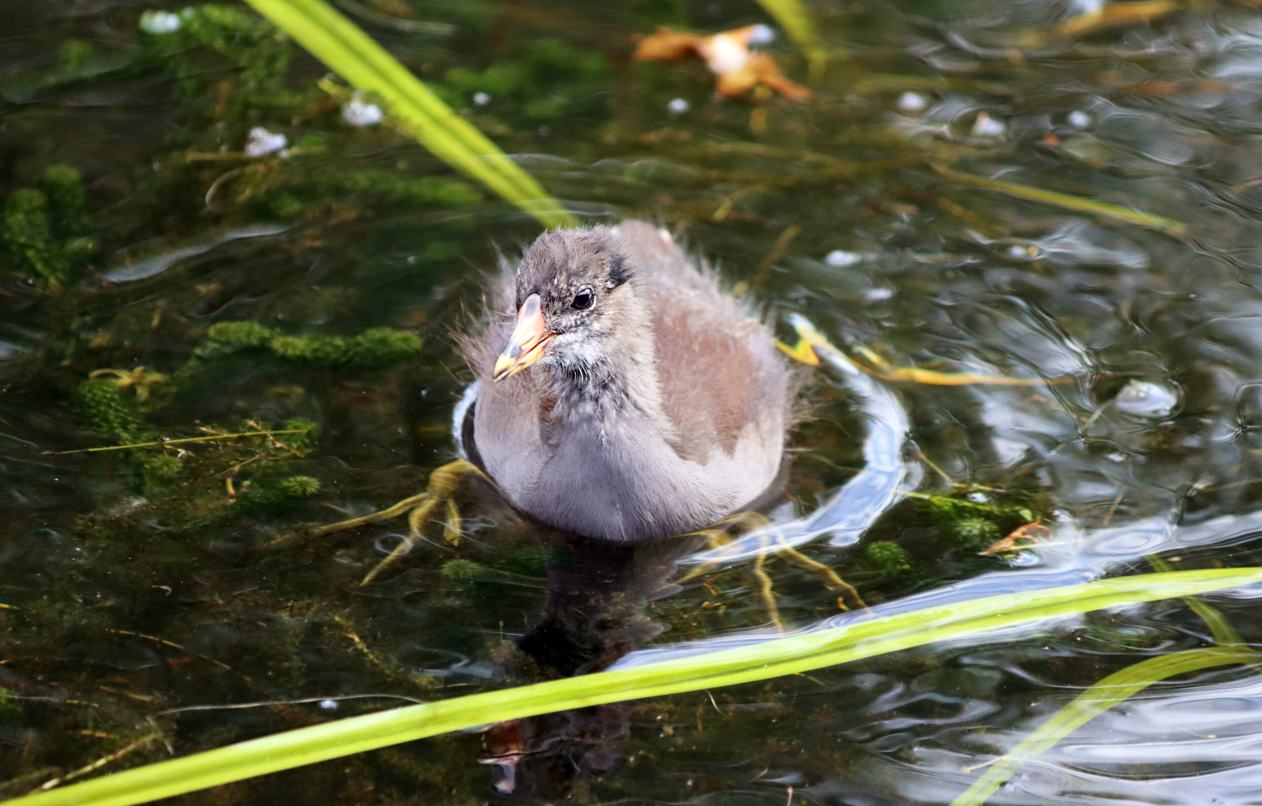 Exploring Castlelake Walk: An Avian Enthusiast’s Heaven