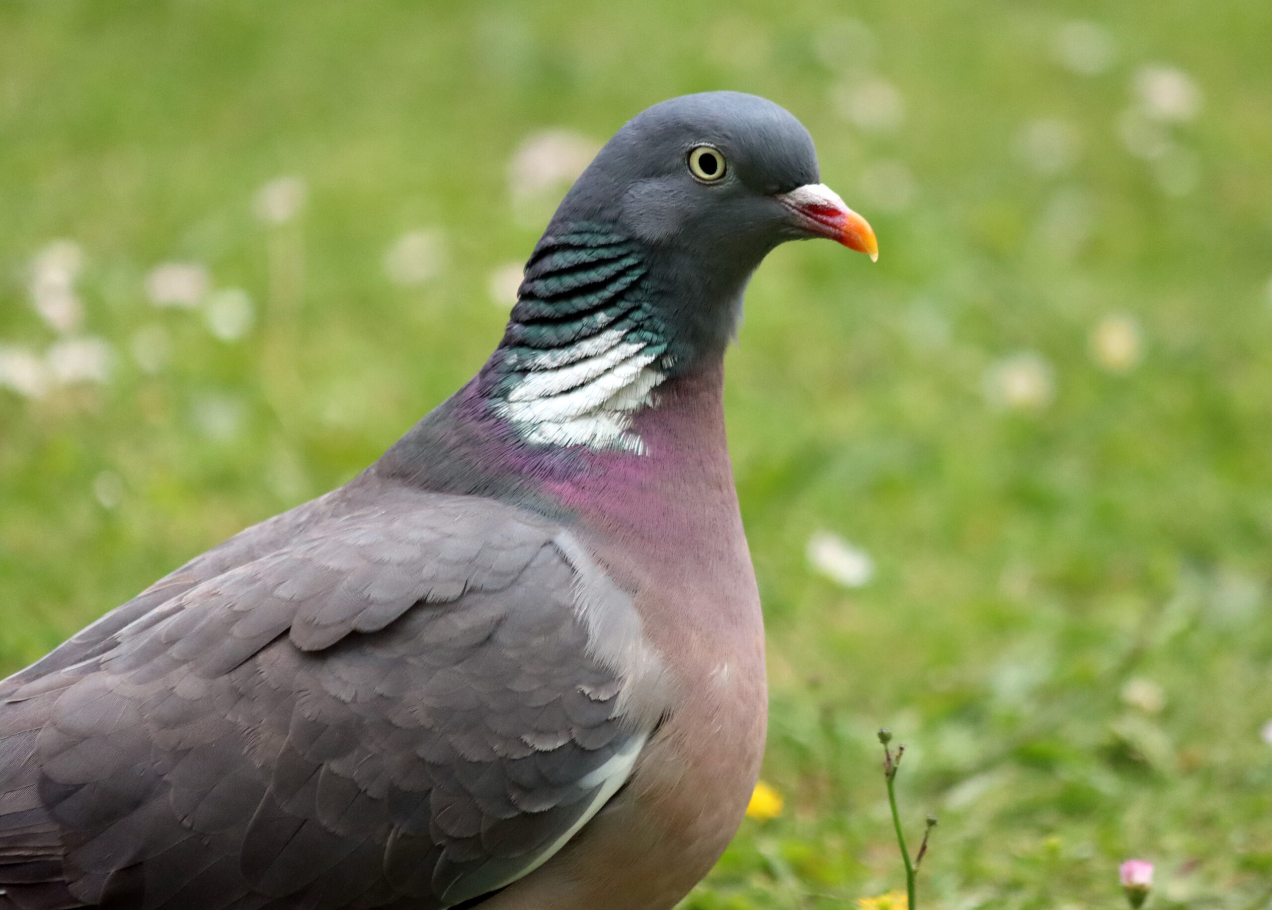 A Tale of the Brave Wood Pigeon