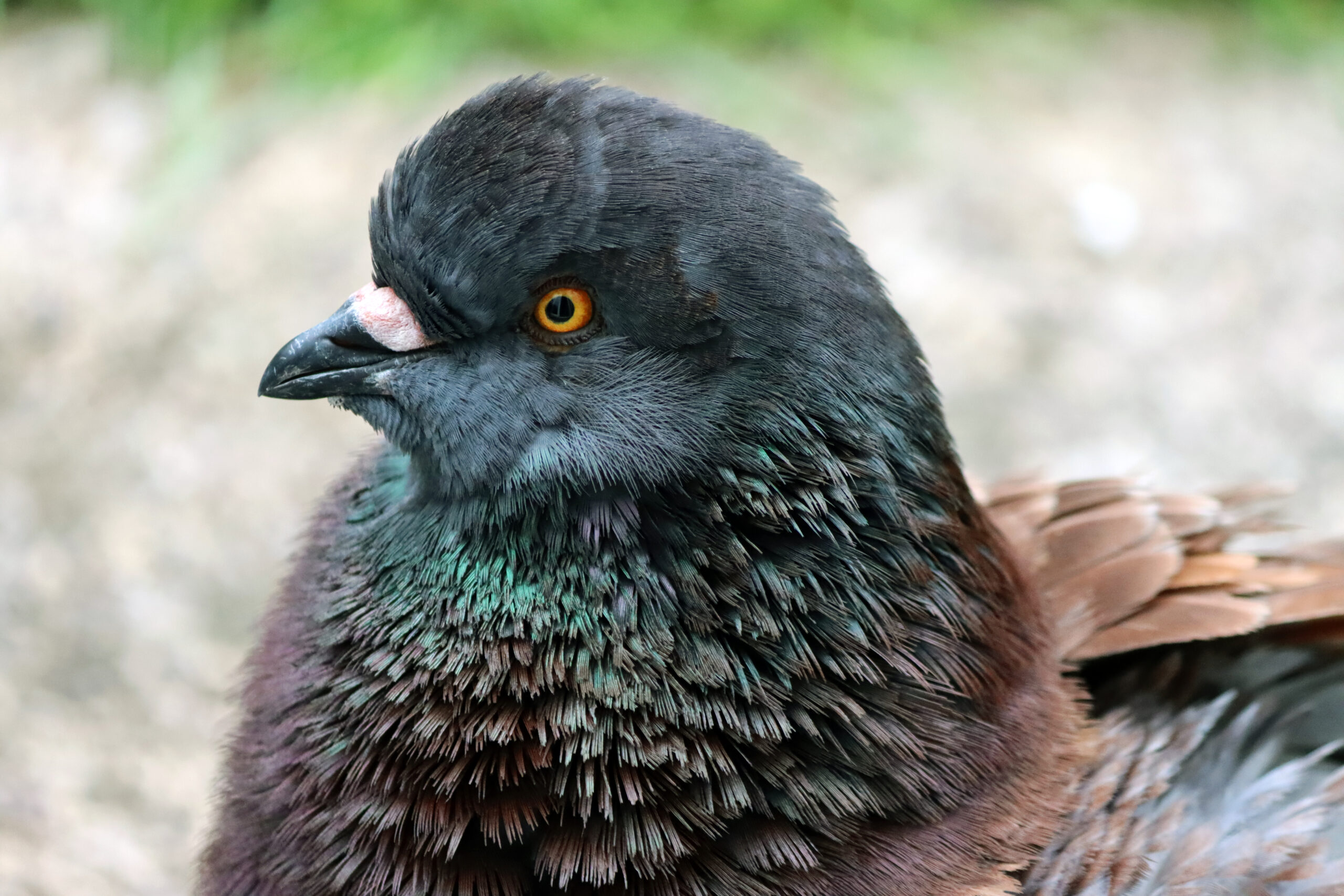 Who Rules the Roost? Living with Chungus, the Pigeon Who Thinks He’s People