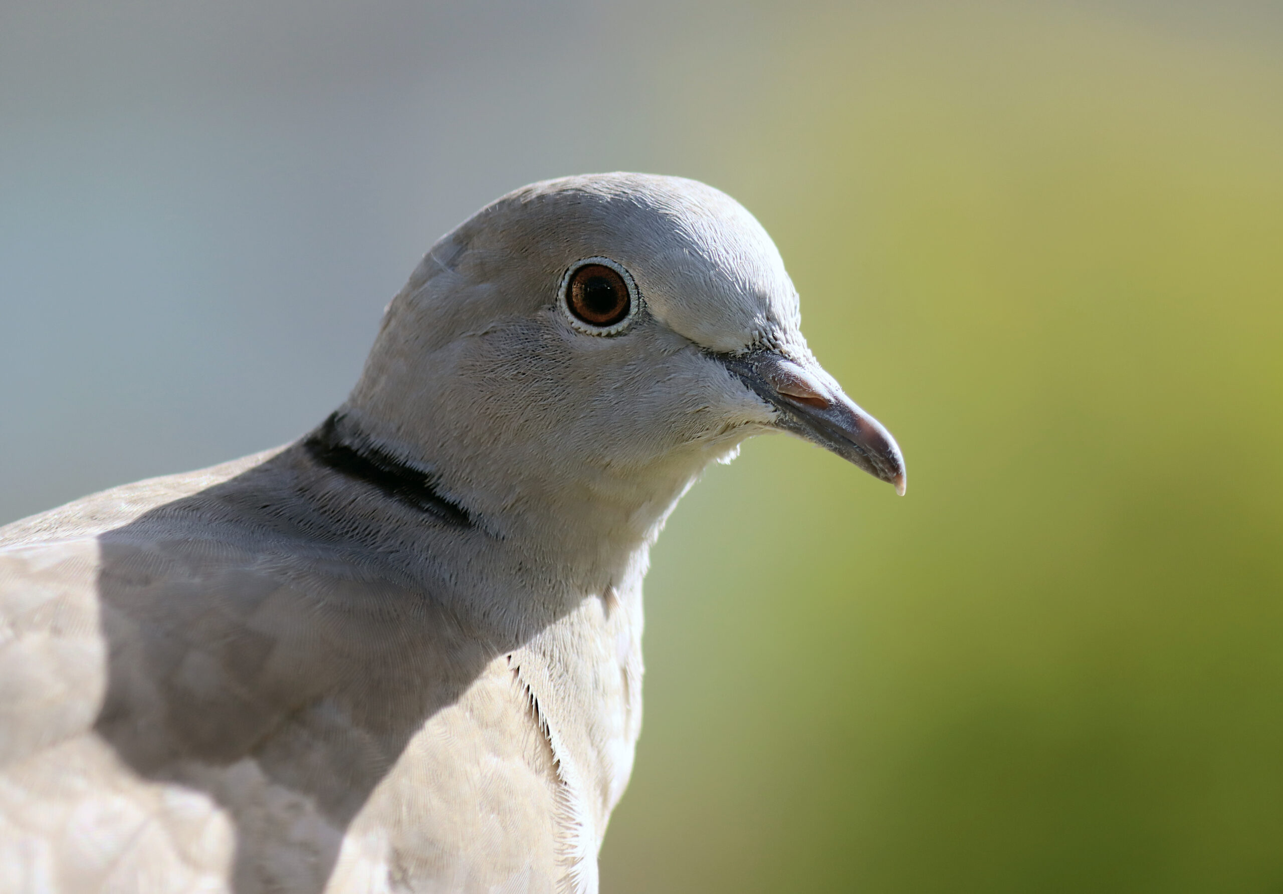 Caught Dove-Handed: Yet Another Garden Bird Tale