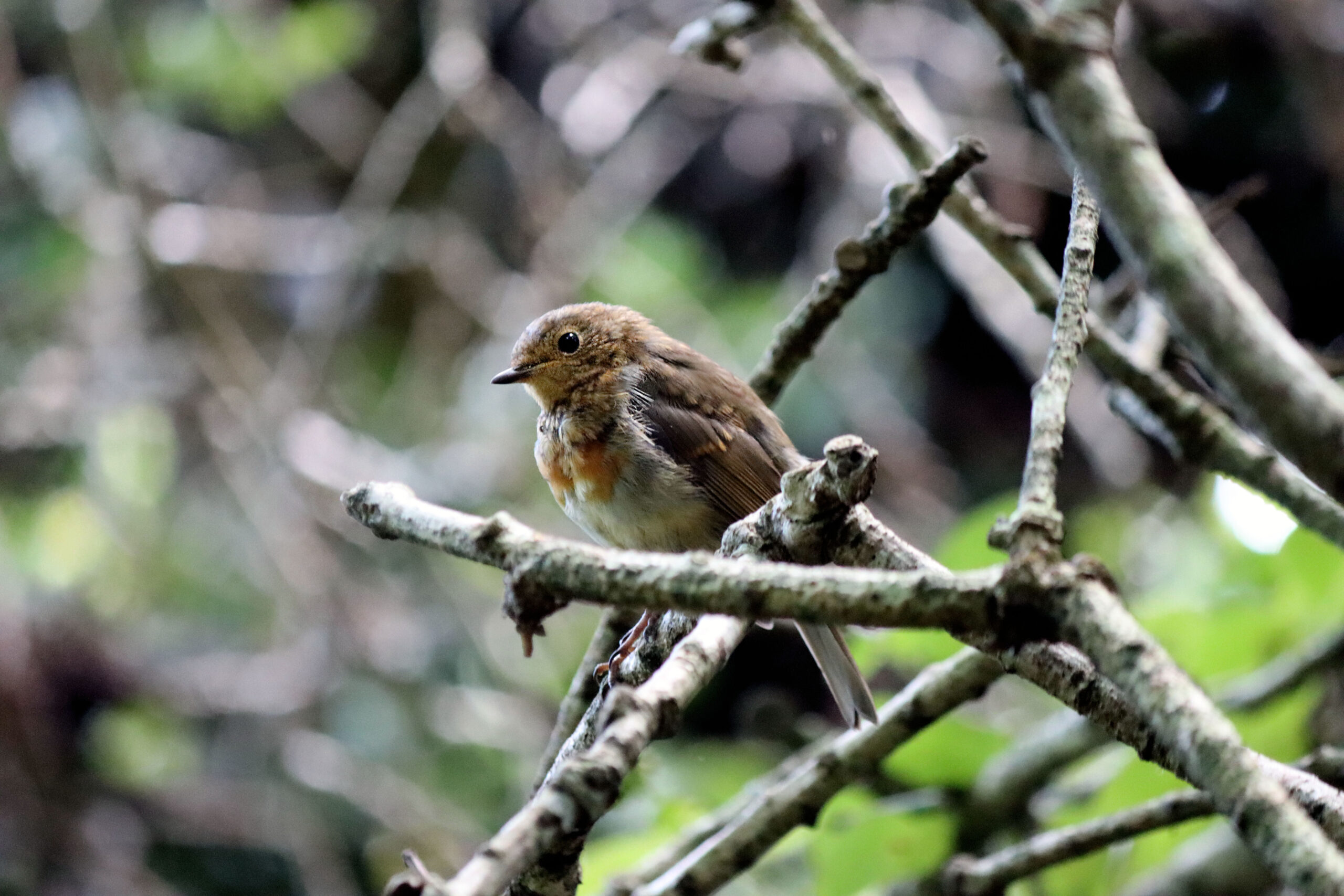 Robins Back in Town!