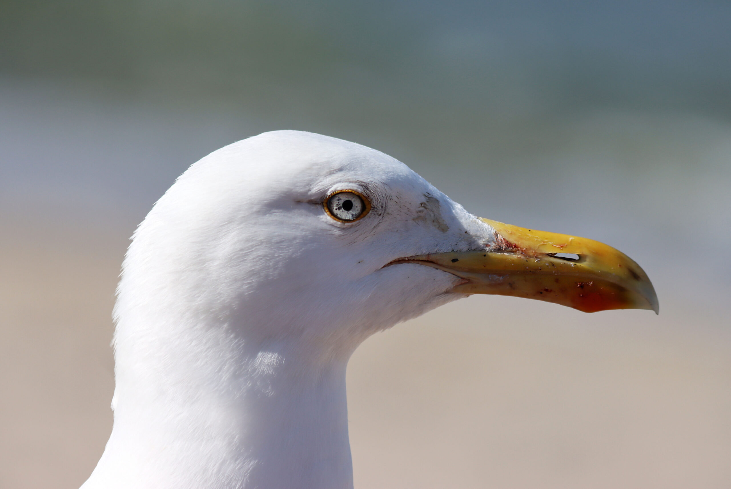 The Misunderstood Birds That Everyone Loves to Hate!