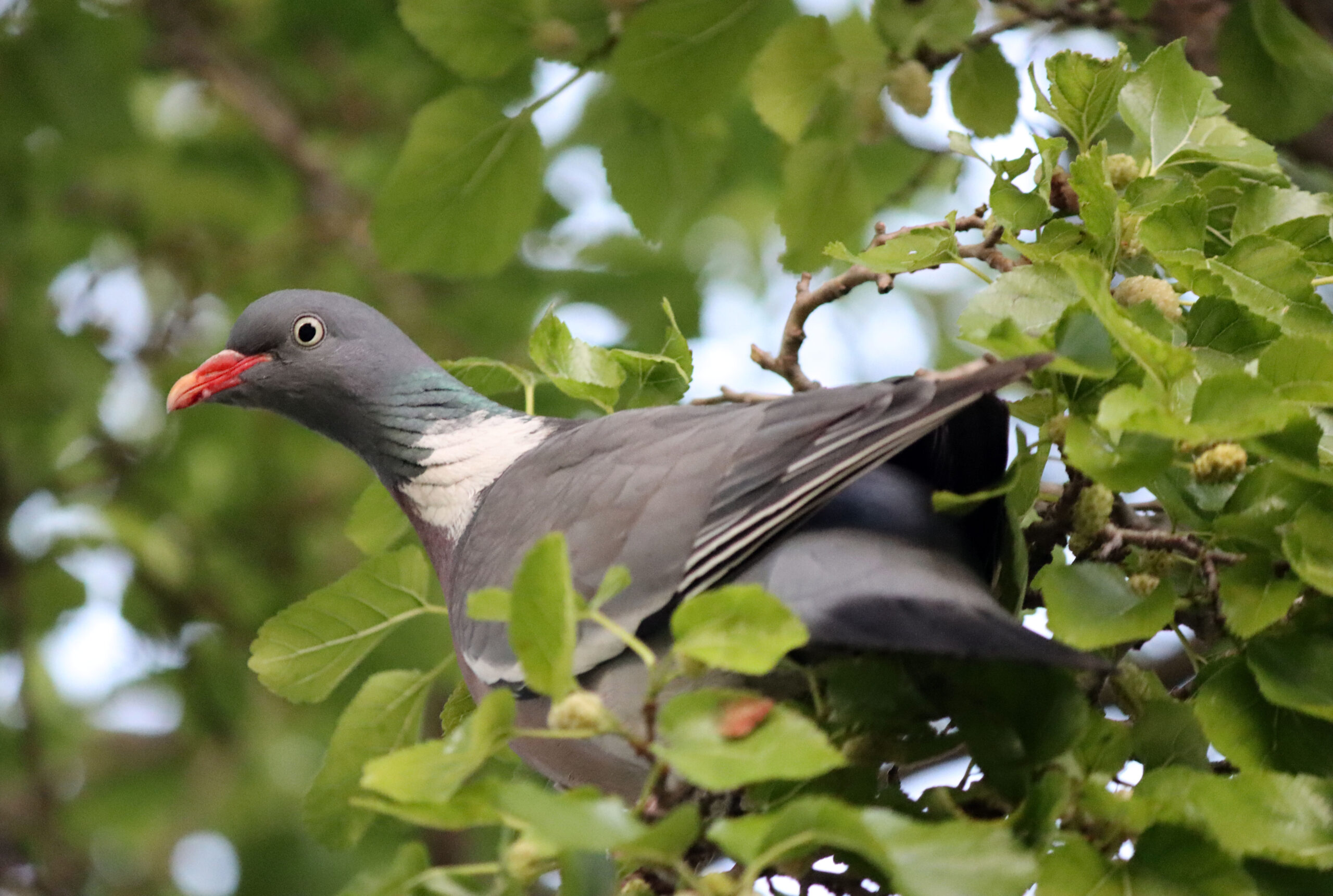 Mulberries and Mayhem: How Wood Pigeons Go Gaga for Berries