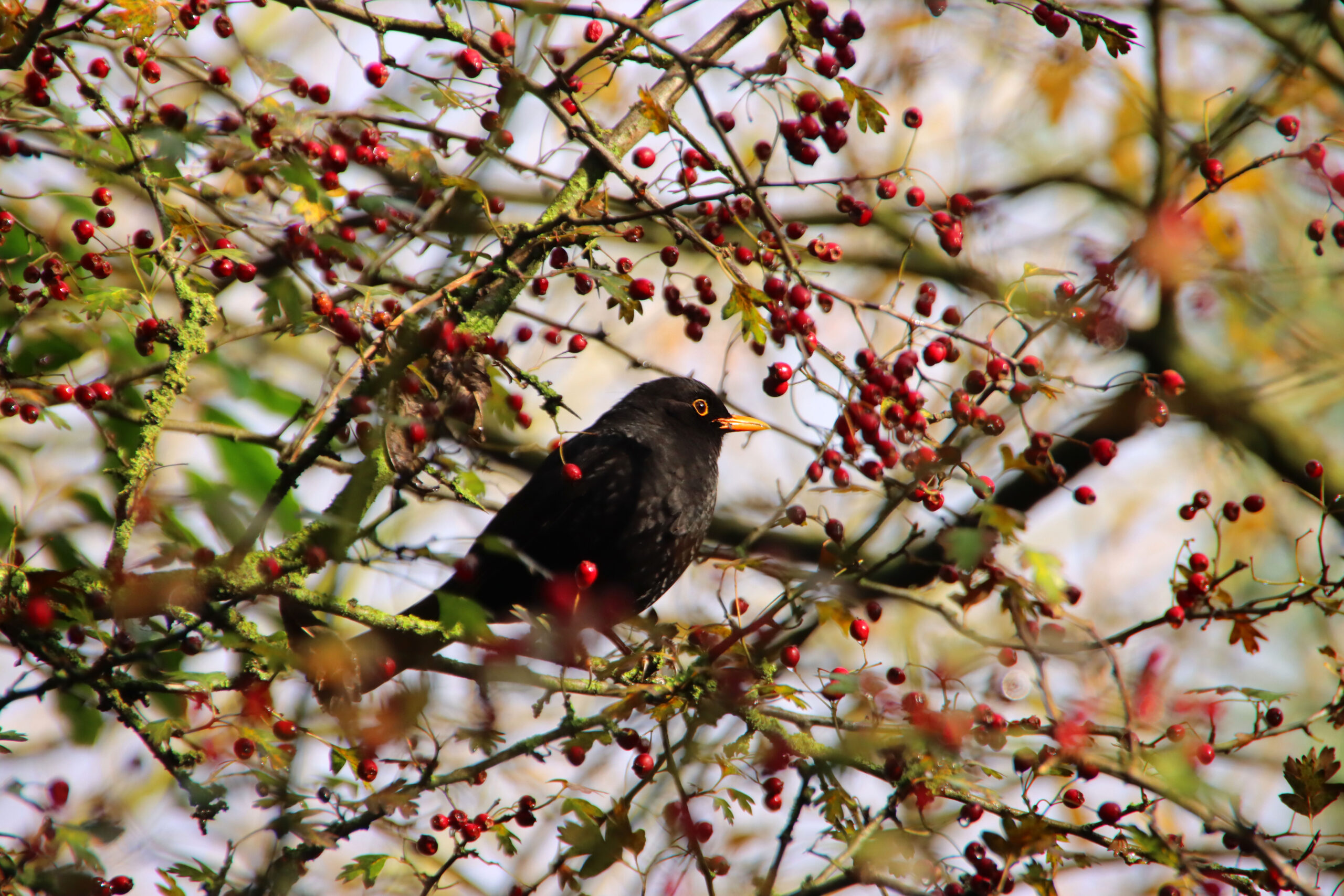 Leaf Peeping and Beak Seeking: An Irish Autumn Tale